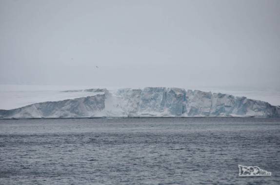 A enorme geleira em que fizemos caiaque no início da tarde, em Brown Bluff, na Antártida